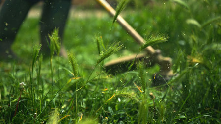 Lawn trimming with handheld string trimmer grass cutter and mower, selective focus