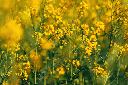 Oilseed rape crops in bloom swaying in warm spring wind, selective focus