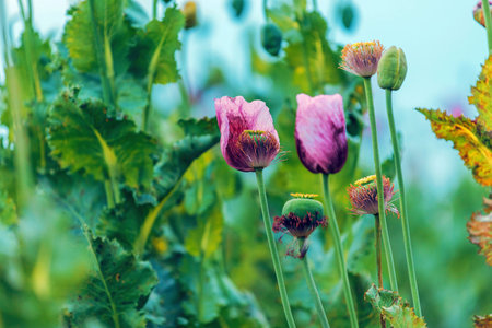 Papaver somniferum plantation, Opium poppy flowering crops in field. Selective focus.の写真素材
