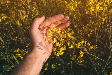 Closeup of male farmer hand examining rapeseed crops in bloom, selective focus