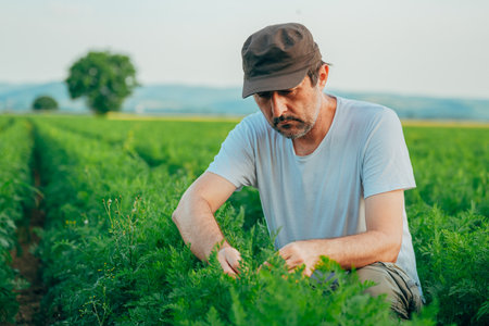 Farmer squatting in carrot plantation field and examining crops, selective focusの写真素材