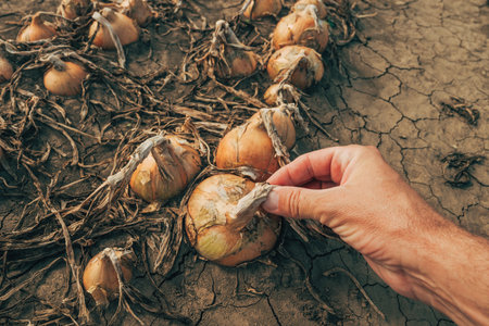 Farmer examining drying onion in plantation field, selective focusの写真素材