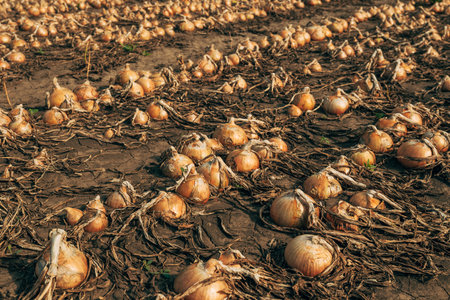 Ripe onion drying on plantation field, diminishing perspective, selective focusの写真素材