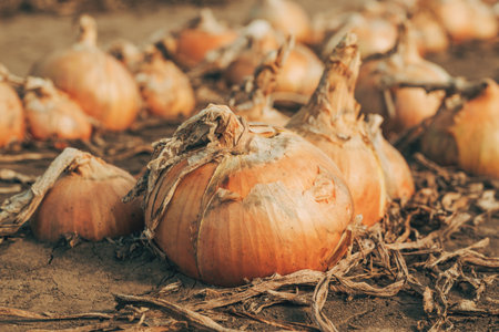 Ripe onion drying on plantation field, closeup with selective focusの写真素材