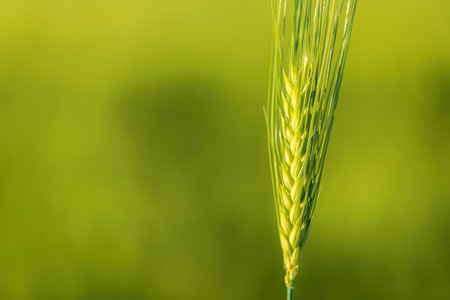 Green barley crop ear in field, selective focusの写真素材