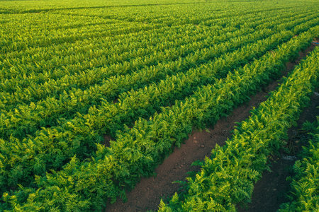 Organic carrot (Daucus carota) plants in cultivated agricultural field, selective focusの写真素材