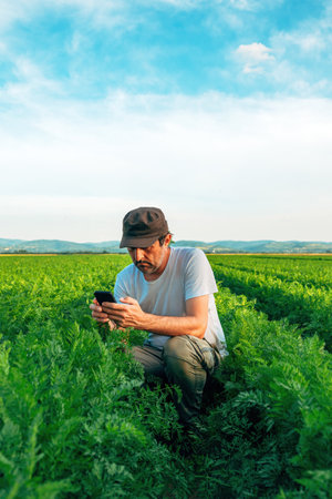 Smart farming concept, farm worker using smartphone in carrot plantation field, selective focusの写真素材