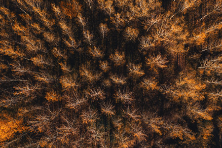 Top view aerial shot of golden leaves and treetops of cottonwood forest in autumn, seasonal autumnal...