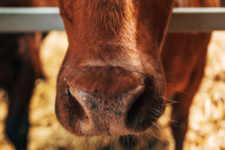 Closeup of brown cow nose and mouth, selective focusの写真素材