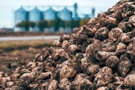 Sugar beet pile after harvestの写真素材