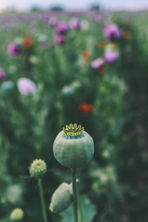 Green unripe capsules of opium poppy, selective focusの写真素材