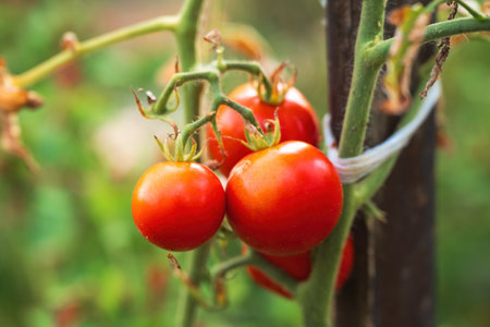 Homegrown organic tomato produce in the garden, selective focusの写真素材