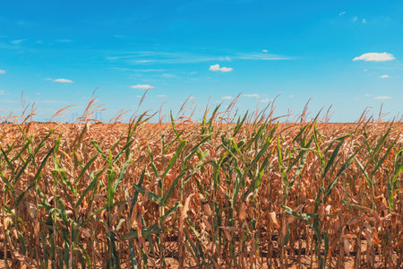 Cultivated agricultural maize field in summer, selective focus
