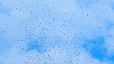 Swarming flies against blue summer sky, selective focusの写真素材
