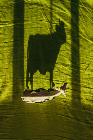 Cow toy casting dark shadow on green bed sheet, top viewの写真素材