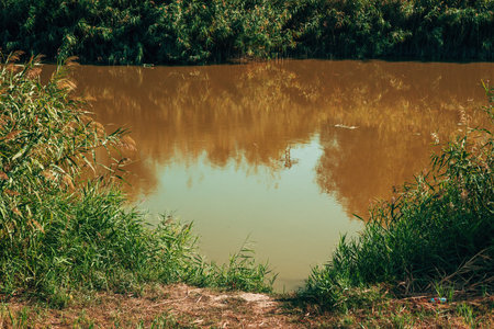 Green reed grass on riverbank, selective focus