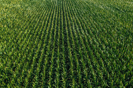 Aerial shot of lush green corn crop plantation field in diminishing perspective seen from the drone point of viewの写真素材