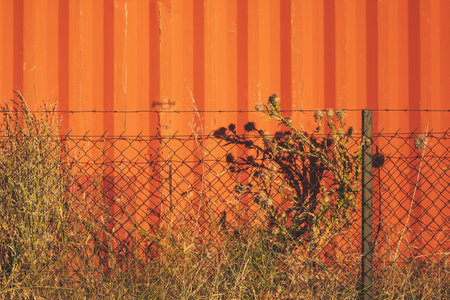 Dry thistle plant behind the chainlink fence, against orange metallic wallの写真素材
