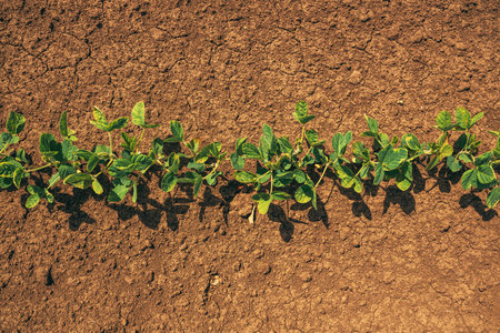 Top view of soybean seedlings in field, copy space included