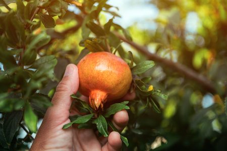 Man picking ripe pomegranate from the tree in organic orchard, selective focusの写真素材