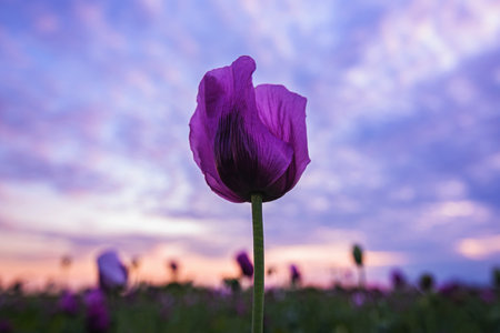 Papaver somniferum plantation, Opium poppy flowering crops in field. Selective focus.の写真素材