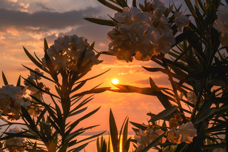 White oleander blooms swaying gently in golden sunset, selective focusの写真素材