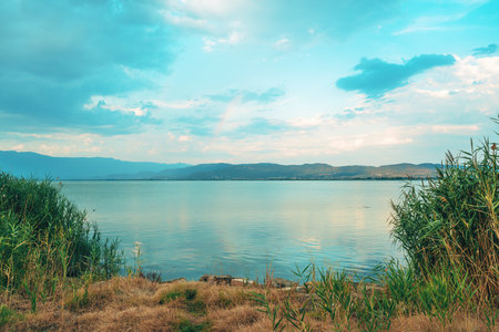 Green reed grass at Lake Dojran in North Macedonia, selective focusの写真素材