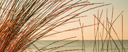 Dry grass at the seaside beach, selective focus