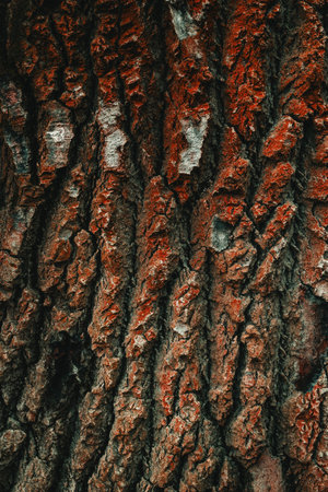 Bark texture, tree crust or tree skin surface as natural background, selective focusの写真素材
