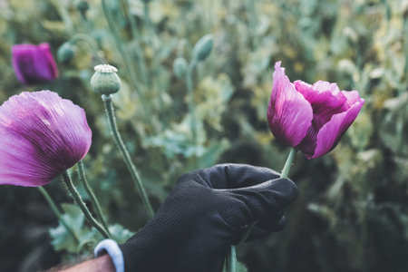 Farmer examining poppy crops in bloom on a plantation, selective focusの写真素材