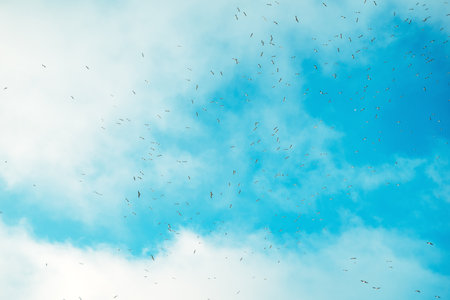 Large flock of seagulls in winter morning landscape, selective focusの写真素材