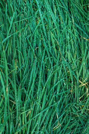 Fresh green grass with dew water drops close up, top view