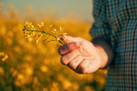 Closeup of male farmer hand examining canola crops in bloom, selective focusの写真素材