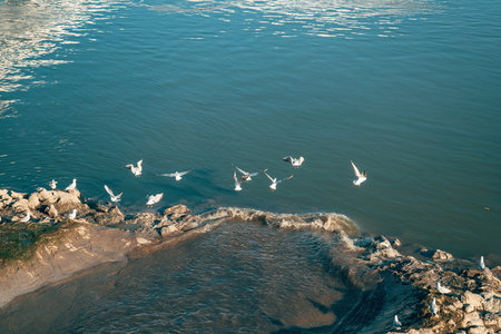 Flock of seagulls at sewage outfall on Danube river, selective focusの写真素材