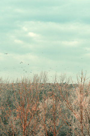 Flock of seagulls flying over large garbage landfill in winter, selective focusの写真素材