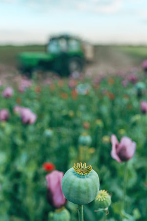 Green unripe capsule pod of opium poppy (Papaver somniferum) in field, tractor passing in background, selective focusの写真素材