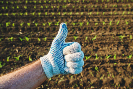 Satisfied farmer in corn field, closeup of male hand wearing protective glove and gesturing thumb up, selective focusの写真素材