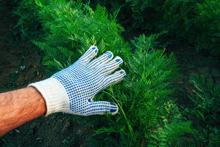 Farmer examining carrot (Daucus carota) plant leaves in cultivated agricultural field, selective focusの写真素材