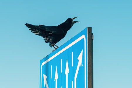 Black crow bird posing on a traffic sign, selective focusの写真素材