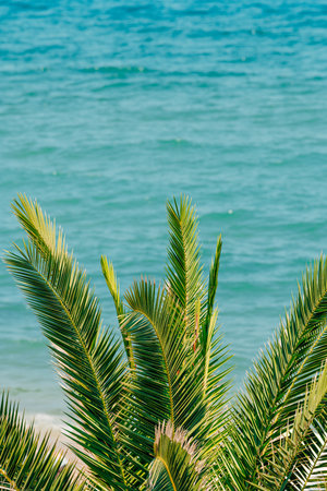 Palm tree leaves at seaside in summer, selective focusの写真素材