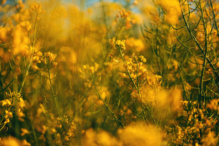 Oilseed rape organic crops in bloom, closeupの写真素材