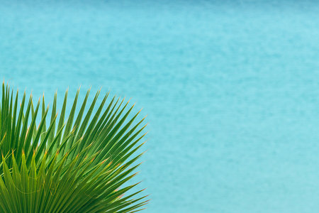 Washingtonia robusta, also known as the Mexican fan palm or skyduster leaves against blue ocean water, selective focusの写真素材