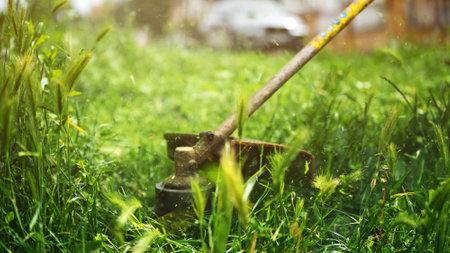 Lawn trimming with handheld string trimmer grass cutter and mower, selective focus