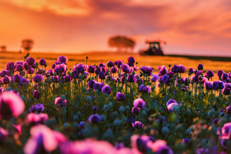 Beautiful scenic landscape with cultivated opium poppy field in bloom and silhouette of agricultural...