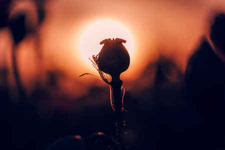 Silhouette of poppy pod capsule in sunset, selective focusの写真素材