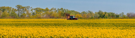 Agricultural tractor in blooming cultivated rapeseed crop field, selective focusの写真素材