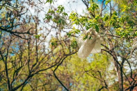White plastic bag stuck on a tree, selective focus