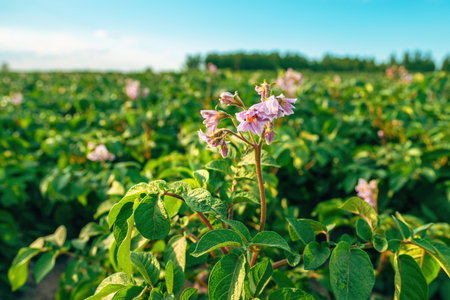 Pretty purple blooming potato plants in spring on organic plantation fieldの写真素材
