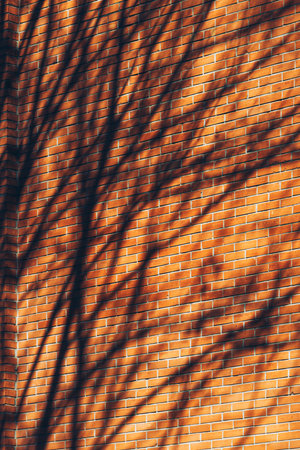 Tree branches shadow on building brick wall, selective focus