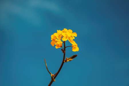 Canola crop in bloom in cultivated plantation field, selective focusの写真素材